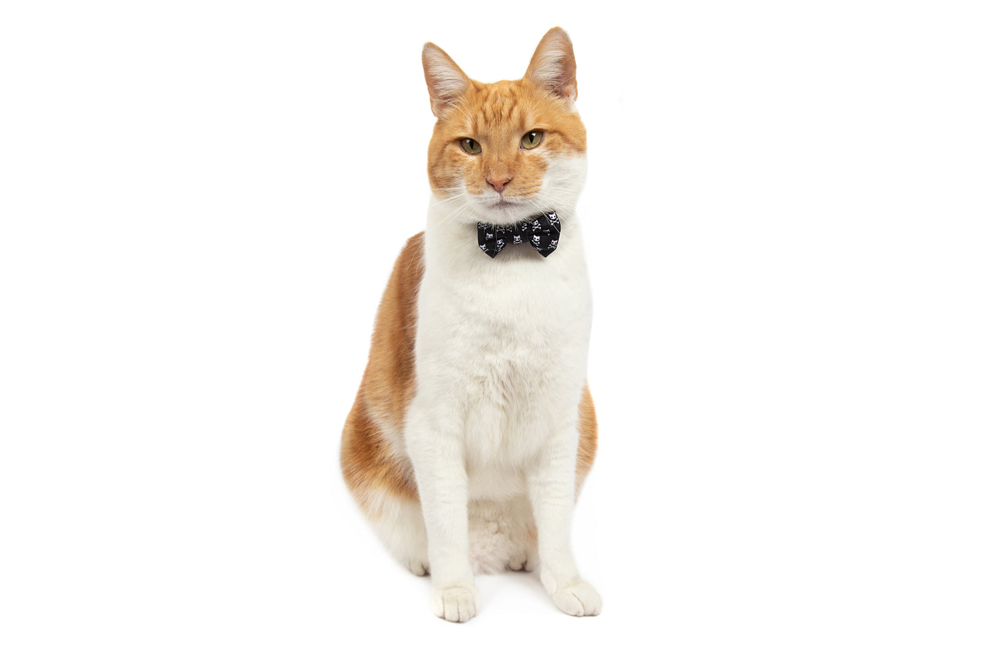 Cat Collar with Bow Tie and Black Bell Baddest of them All Black Cat Skulls