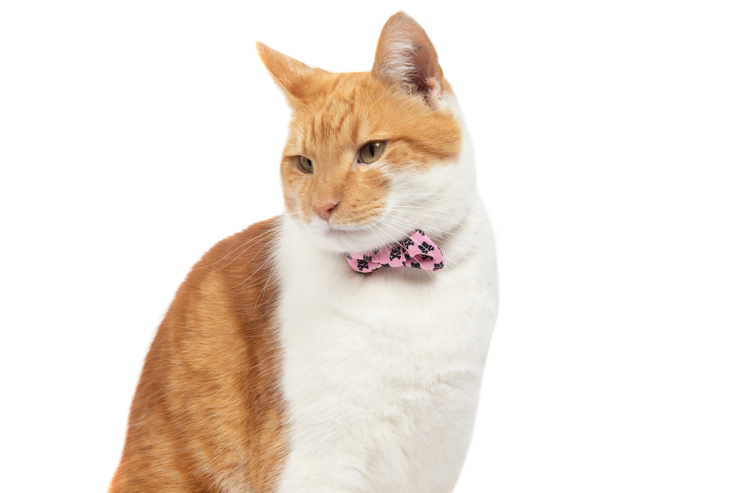 Cat Collar with Bow Tie and Black Bell Prettiest of them All Pink Cat Skulls