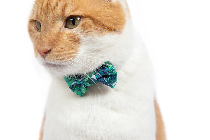 Cat Collar and Bow Tie Vacay Palms