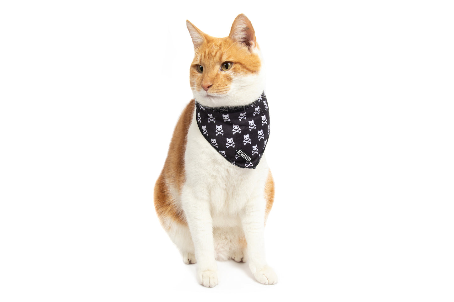Cat Cooling Bandana Baddest of them All Black Cat Skulls