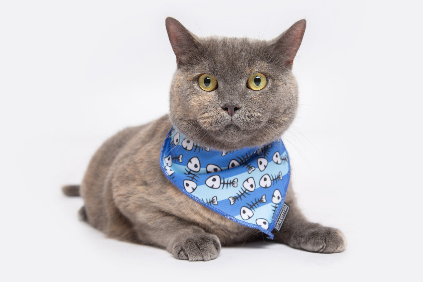 Cat Cooling Bandana Off The Hook Fish Skeleton Print