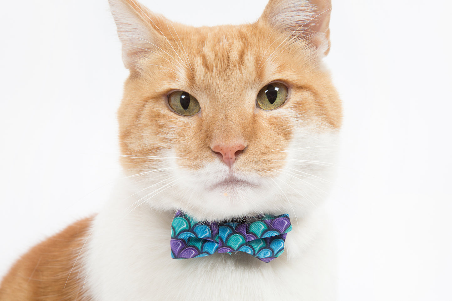 Little Kitty Co. Cat Collar & Bow Tie Scaled Back