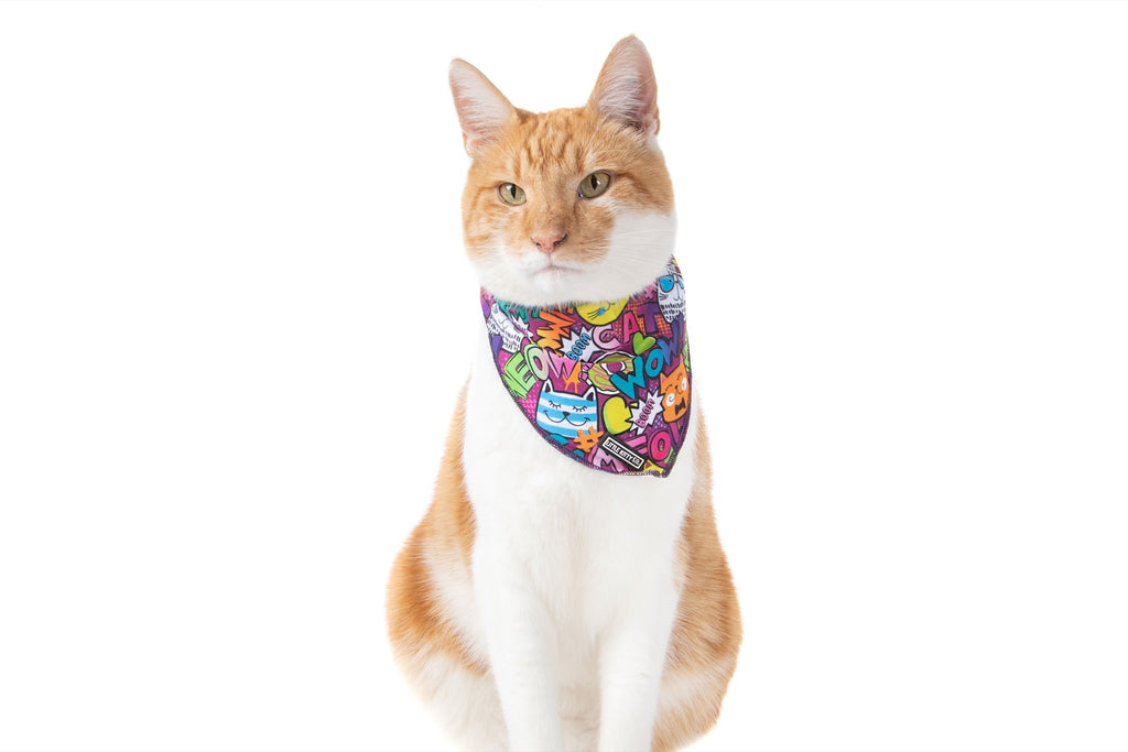 Cat 2024 with bandana