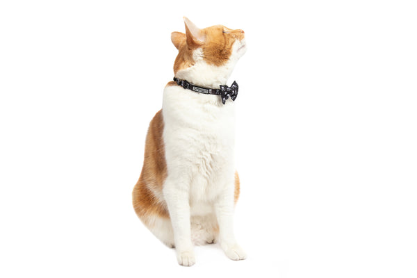 Cat Collar with Bow Tie and Black Bell Baddest of them All Black Cat Skulls