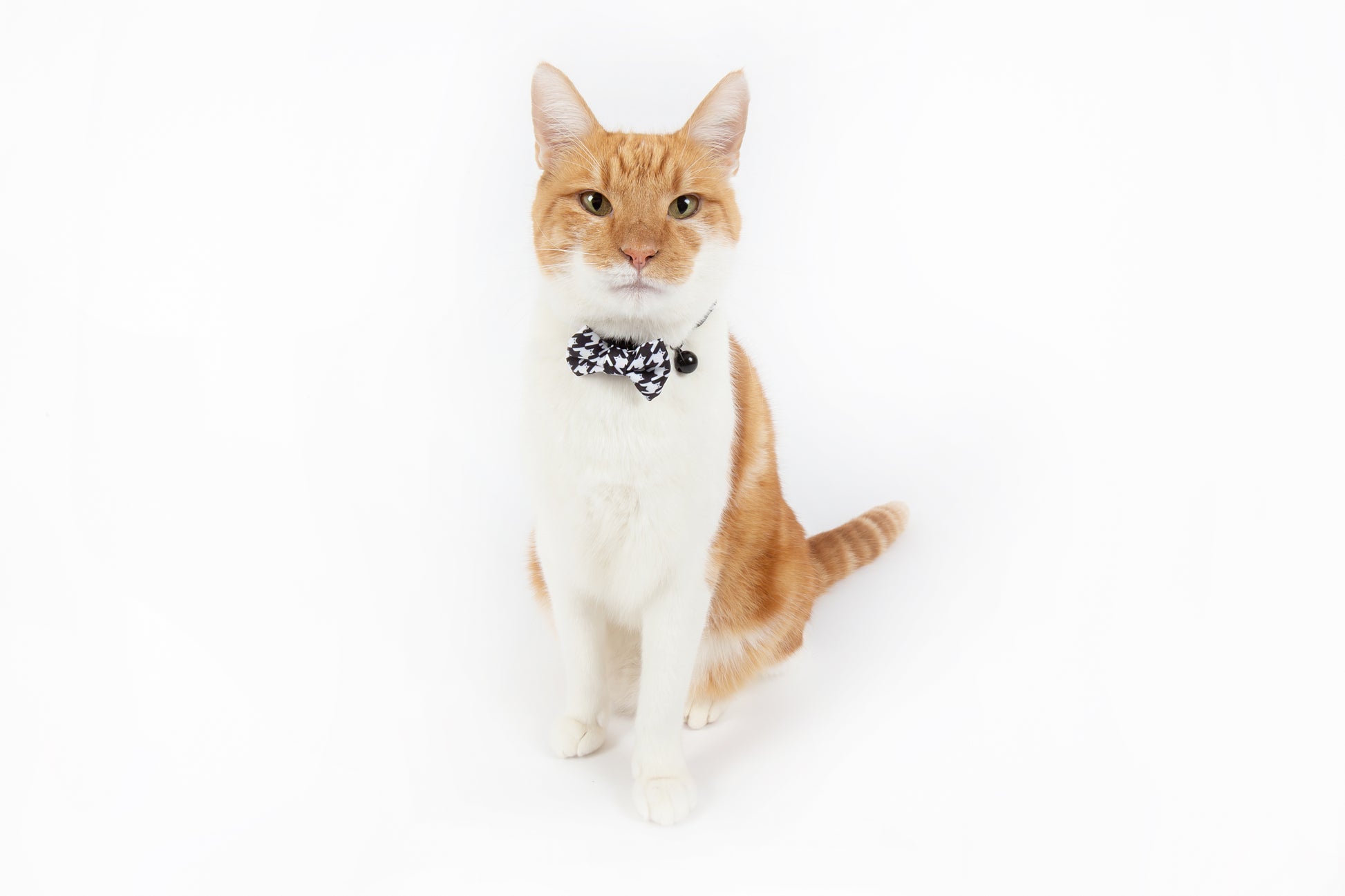 Cat Collar and Bow Tie Catstooth