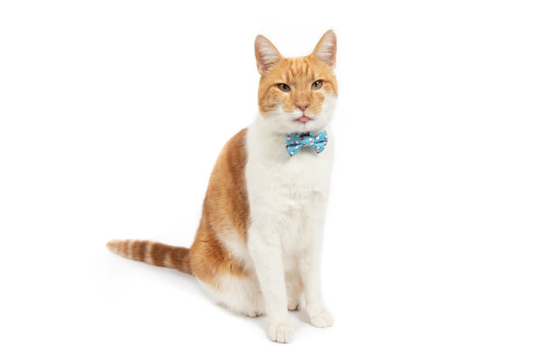 Cat Collar and Bow Tie Milk