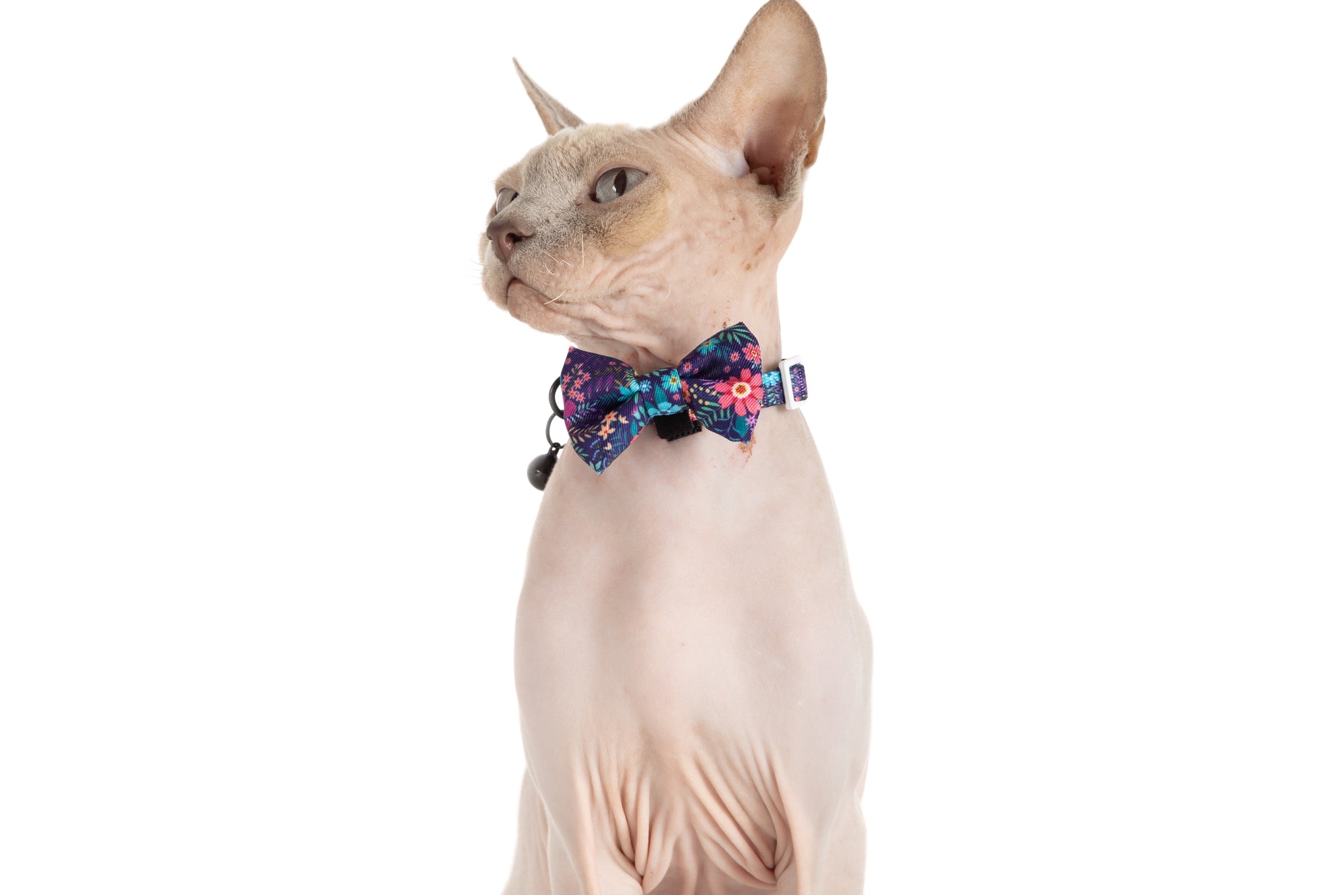 Cat Collar and Bow Tie Stop and Smell The Flowers Purple Floral Flowers