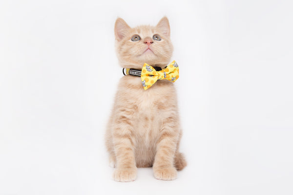 Cat Collar and Bow Tie Cheesin' Around Cat and Mice