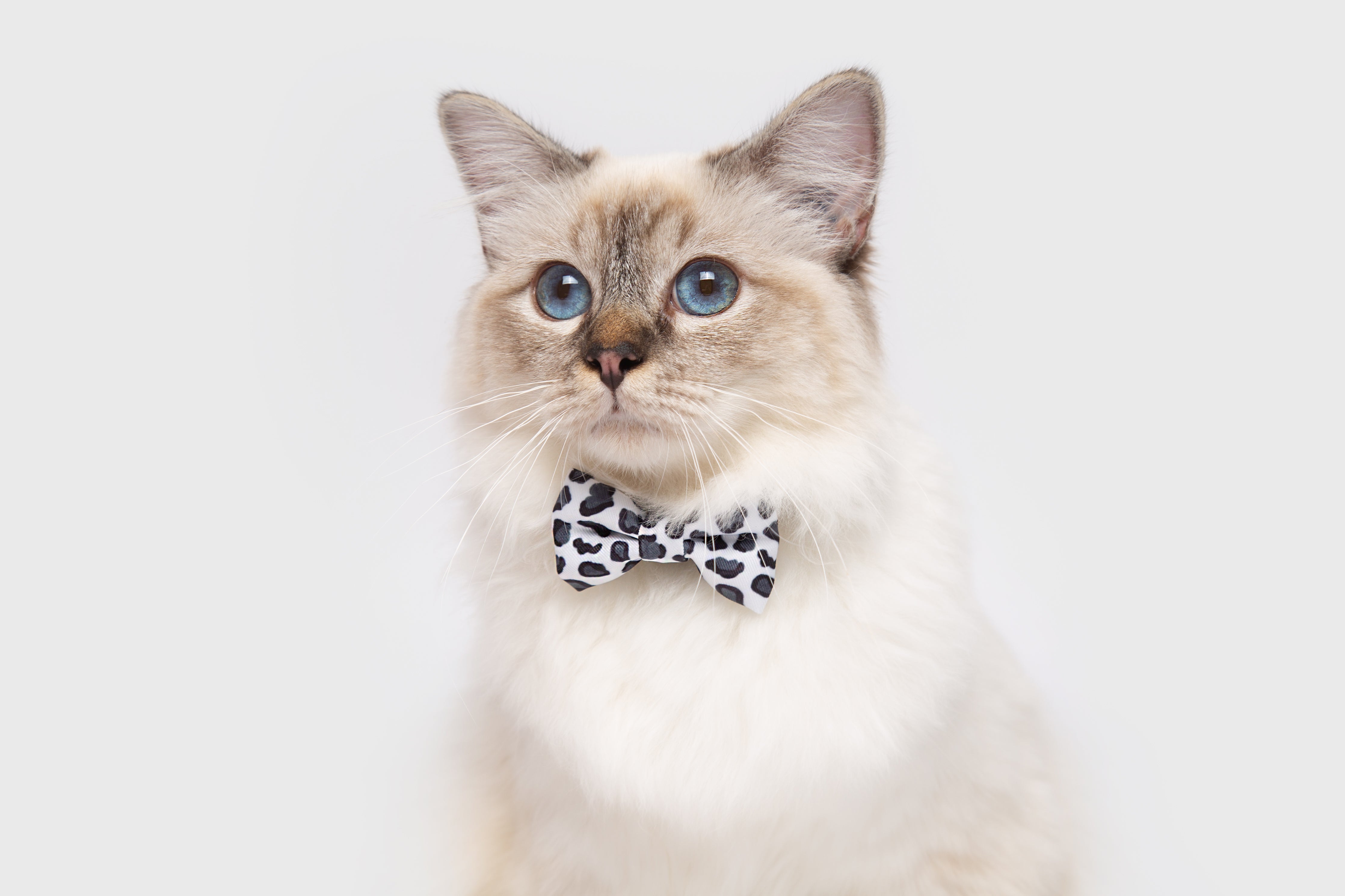 Cat bow tie collar australia best sale