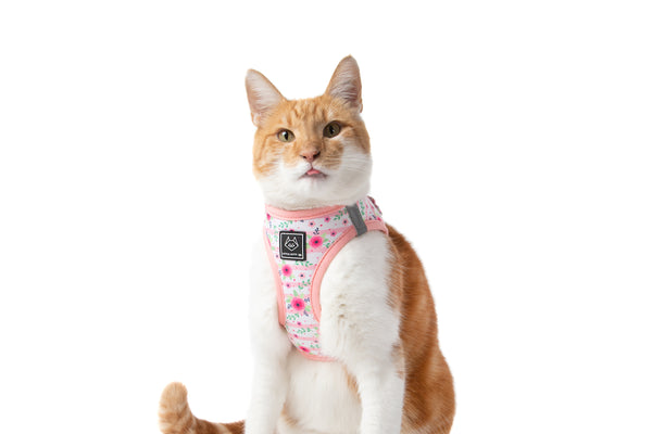 Cat Step In Harness Fancy Florals