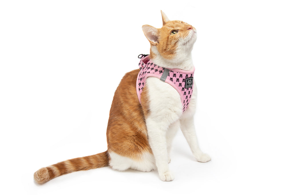 Cat Step In Harness Prettiest of them All Pink Cat Skulls