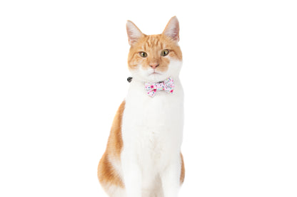 Cat Collar and Bow Tie Fancy FloralsCat Collar and Bow Tie Fancy Florals