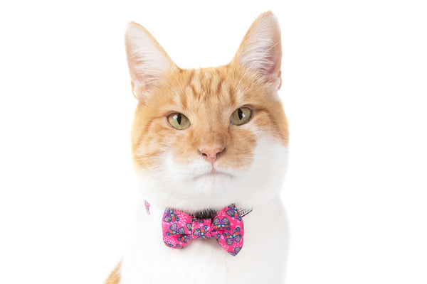 Cat Collar and Bow Tie Flutterly Fab