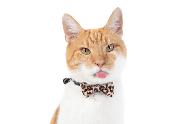 Cat Collar and Bow Tie Luxurious Leopard