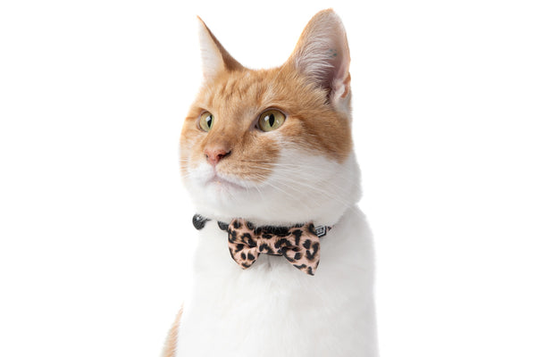 Cat Collar and Bow Tie Luxurious Leopard