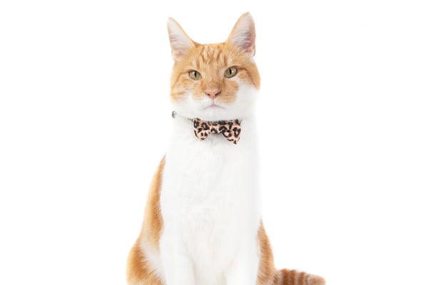 Cat Collar and Bow Tie Luxurious Leopard