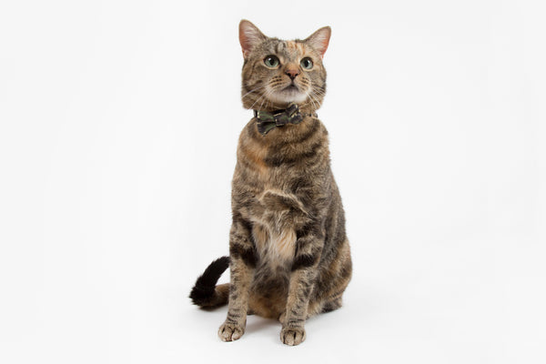 Little Kitty Co. Cat Collar & Bow Tie Catouflage Camoflage