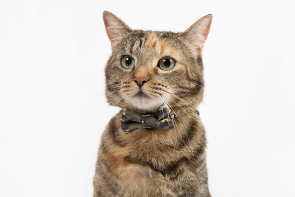 Little Kitty Co. Cat Collar & Bow Tie Catouflage Camoflage