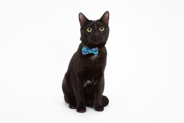 CAT COLLAR & BOW TIE: Scaled Back